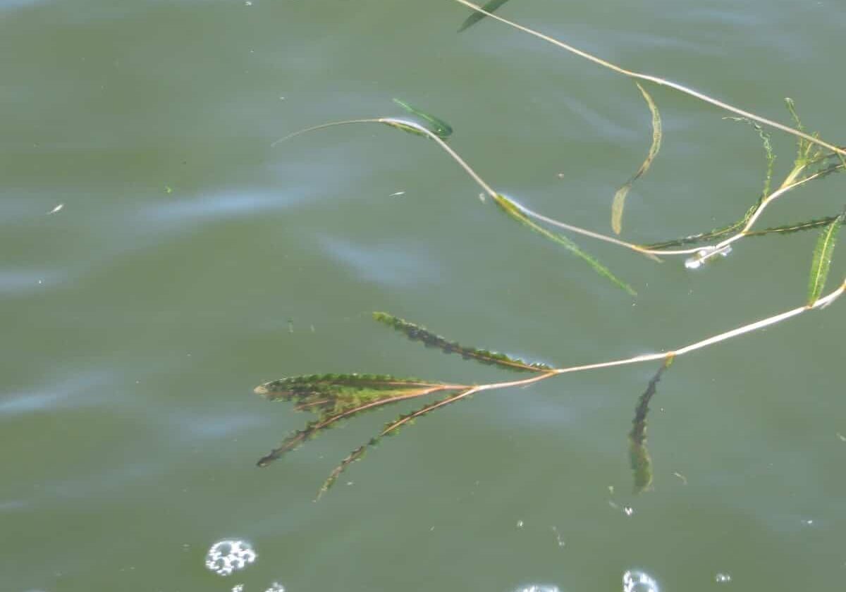 Curly leaf pondweed floating on water.