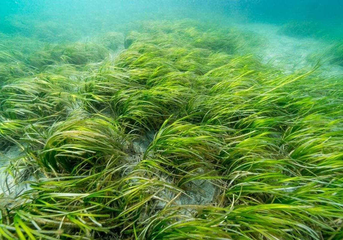 Group of eelgrass underwater.