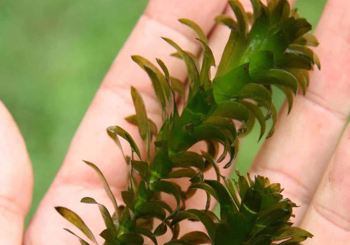 Egeria extreme close up on fingers.