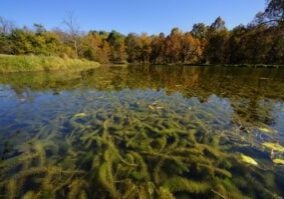 Eurasian watermilfoil in large cluster floating under pond surface.