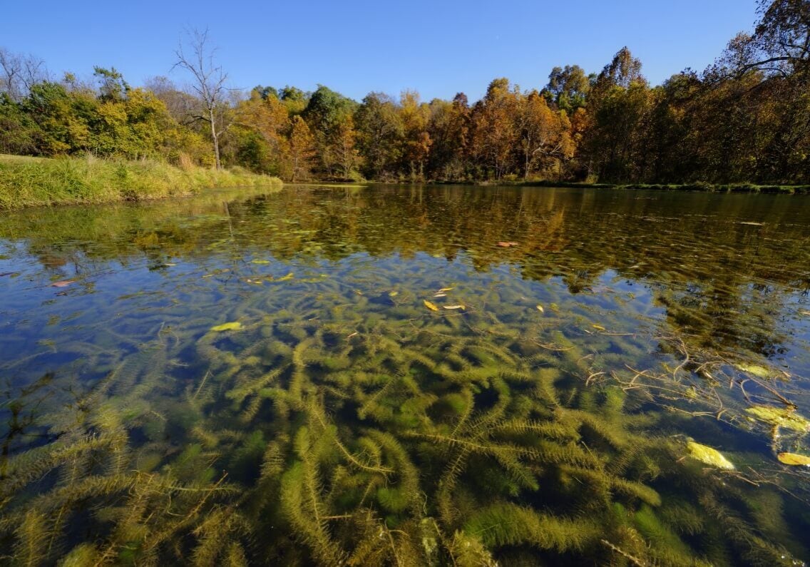 Eurasian watermilfoil in large cluster floating under pond surface.