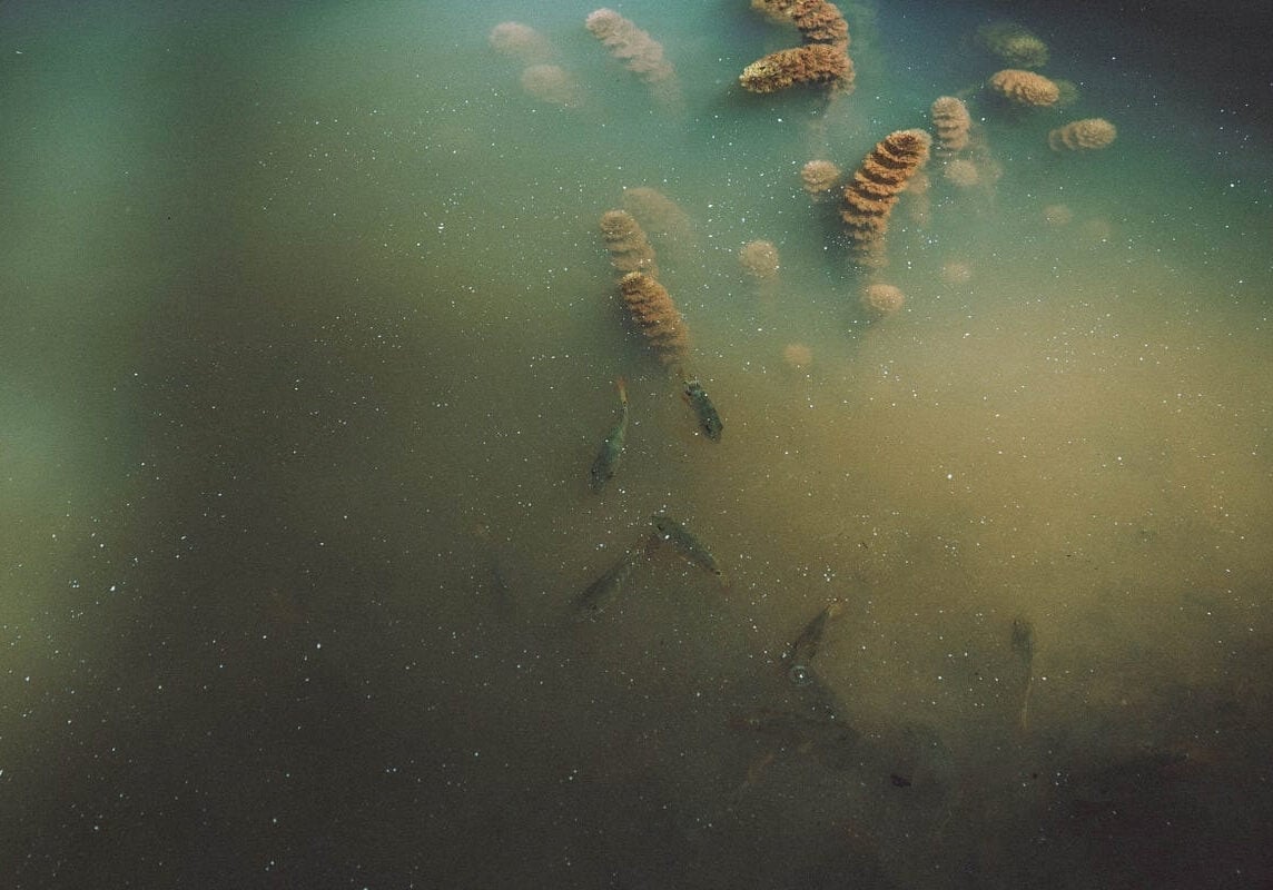 Murky water with excess nutrients, fish and a few plants visible.