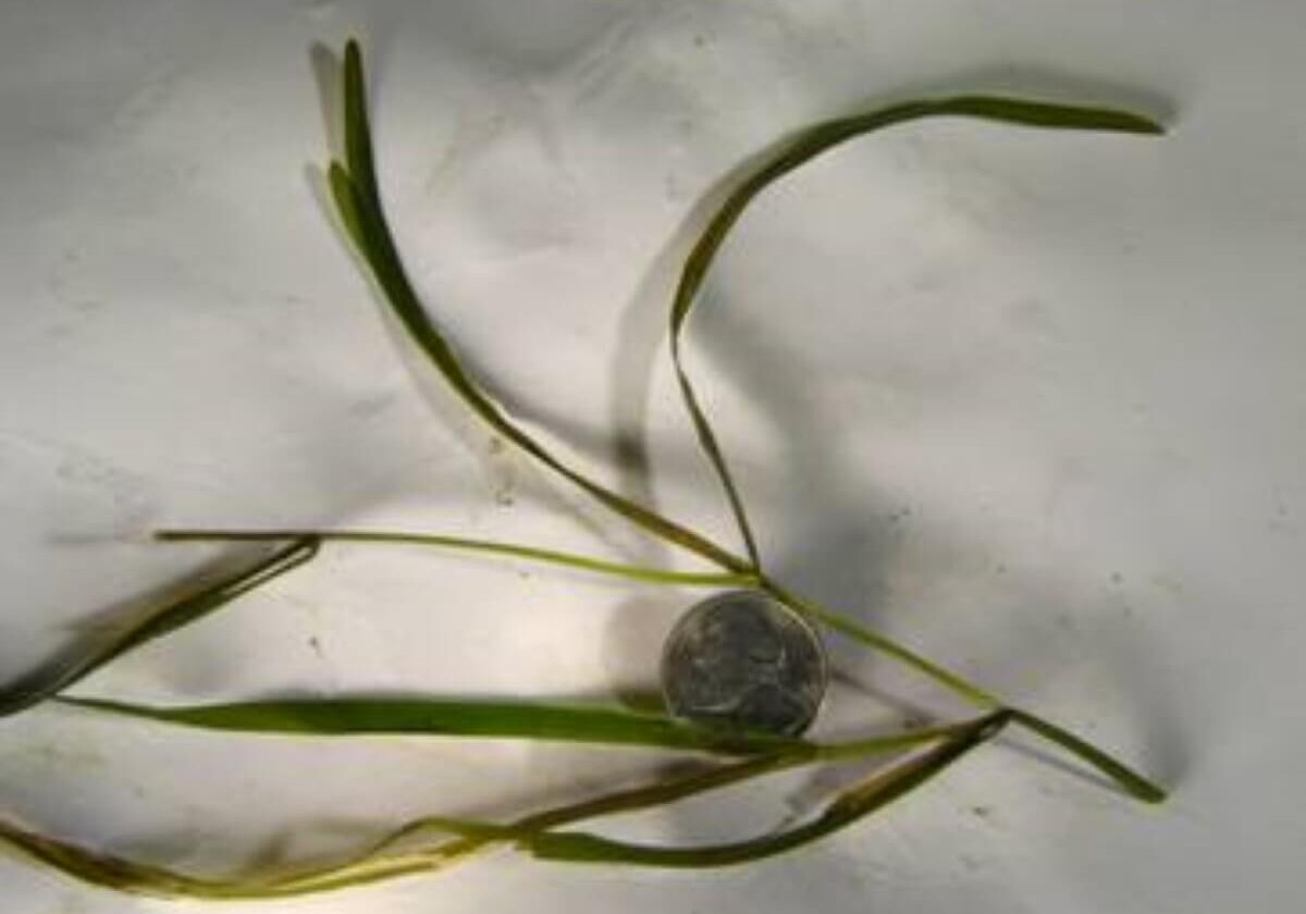 One flat stem pondweed stem with leaves and a nickel on white background.