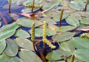 Floating leaf pondweed with flower spikes close up on top of the water.