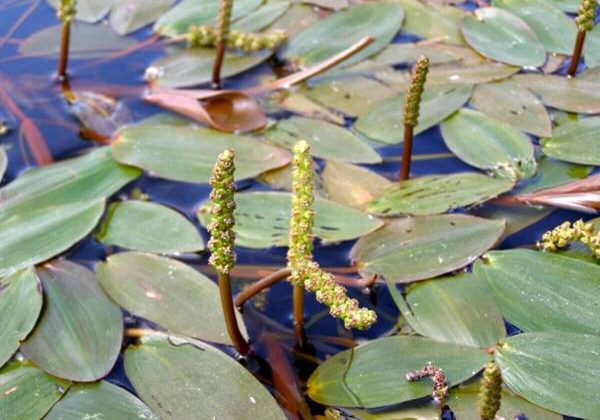 Floating leaf pondweed with flower spikes close up on top of the water.