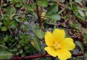 Floating primrose with flower.