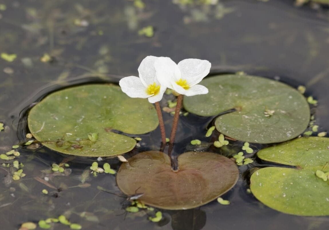 Two frog bit flowers emerged with four leaves and duckweed floating.