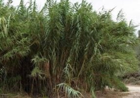 Giant reed in large group.