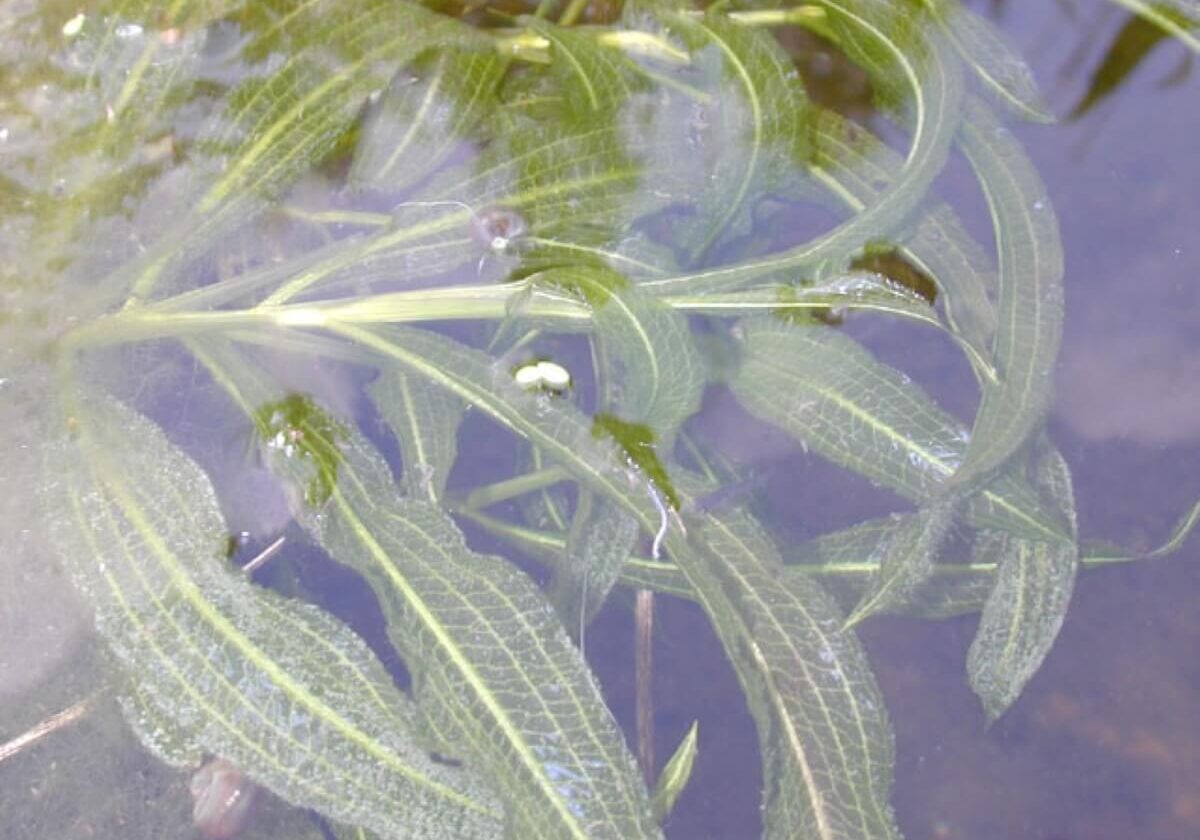 Illinois pondweed under water surface.