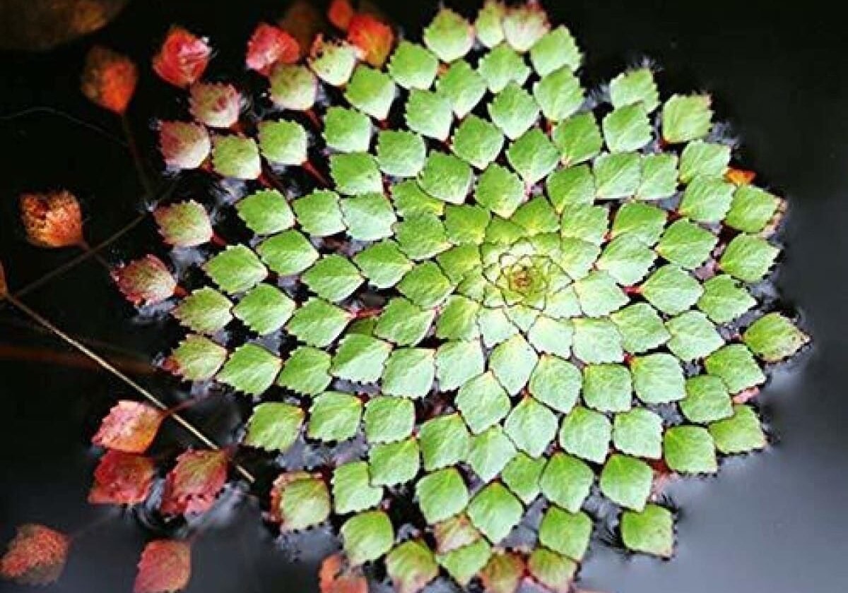 Mosaic plant singular with only a few red leaves