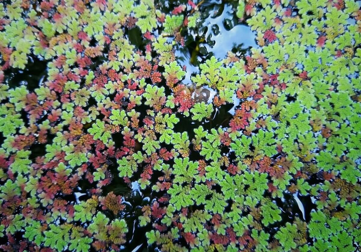 Mosquito fern red and green colors.