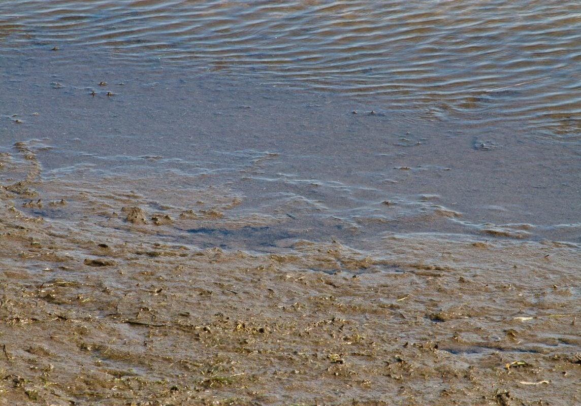 Brown muck along shoreline and into water.