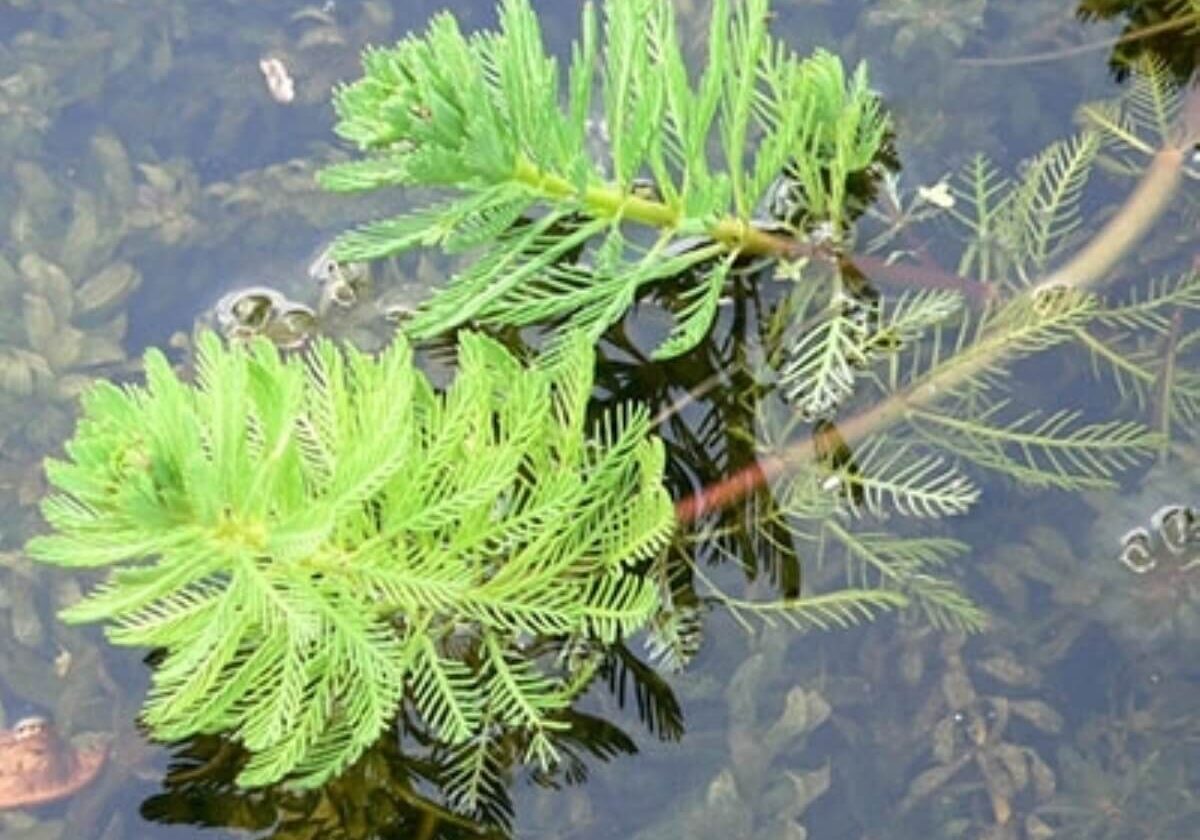 Two parrot feather plants emerging with other plants submerged.