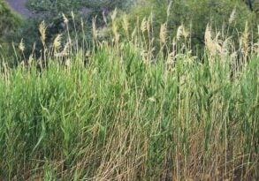 Group of phragmites in a field.