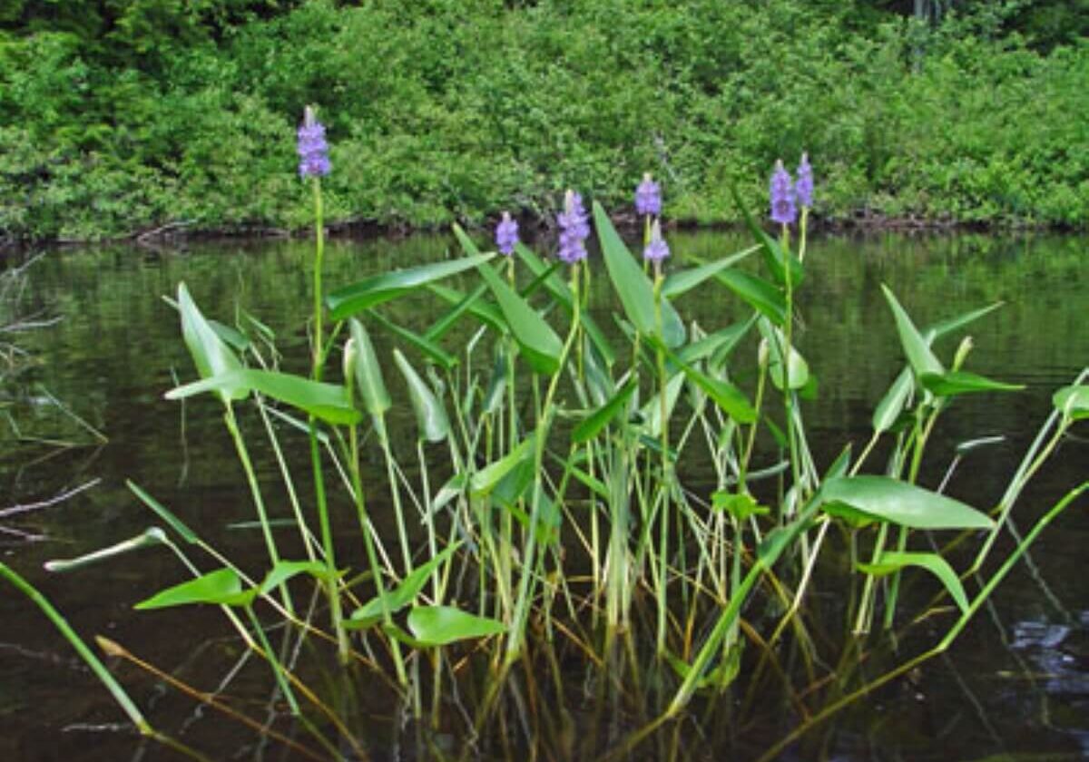 Pickerelweed group.