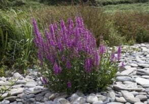 Cluster of purple loosestrife growing in rock garden.