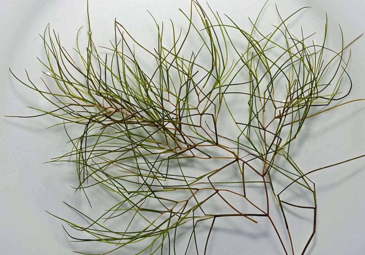 Isolated close up of sago pondweed.