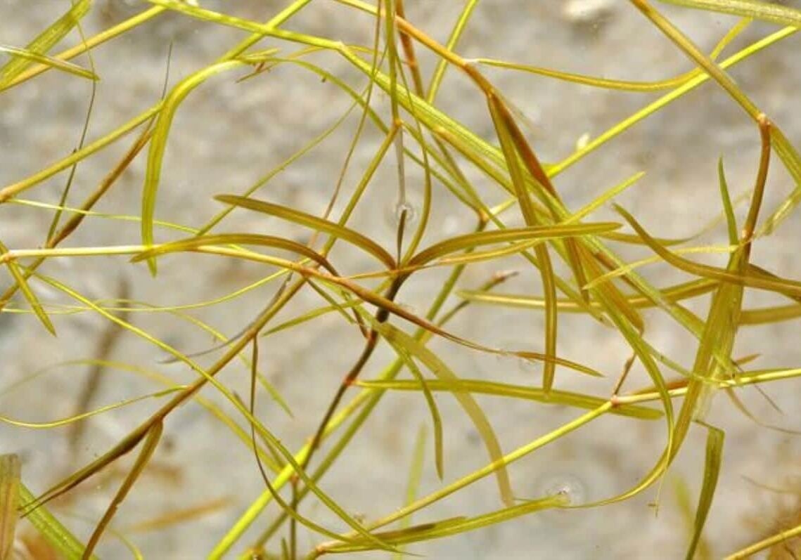 Close up of small pondweed.