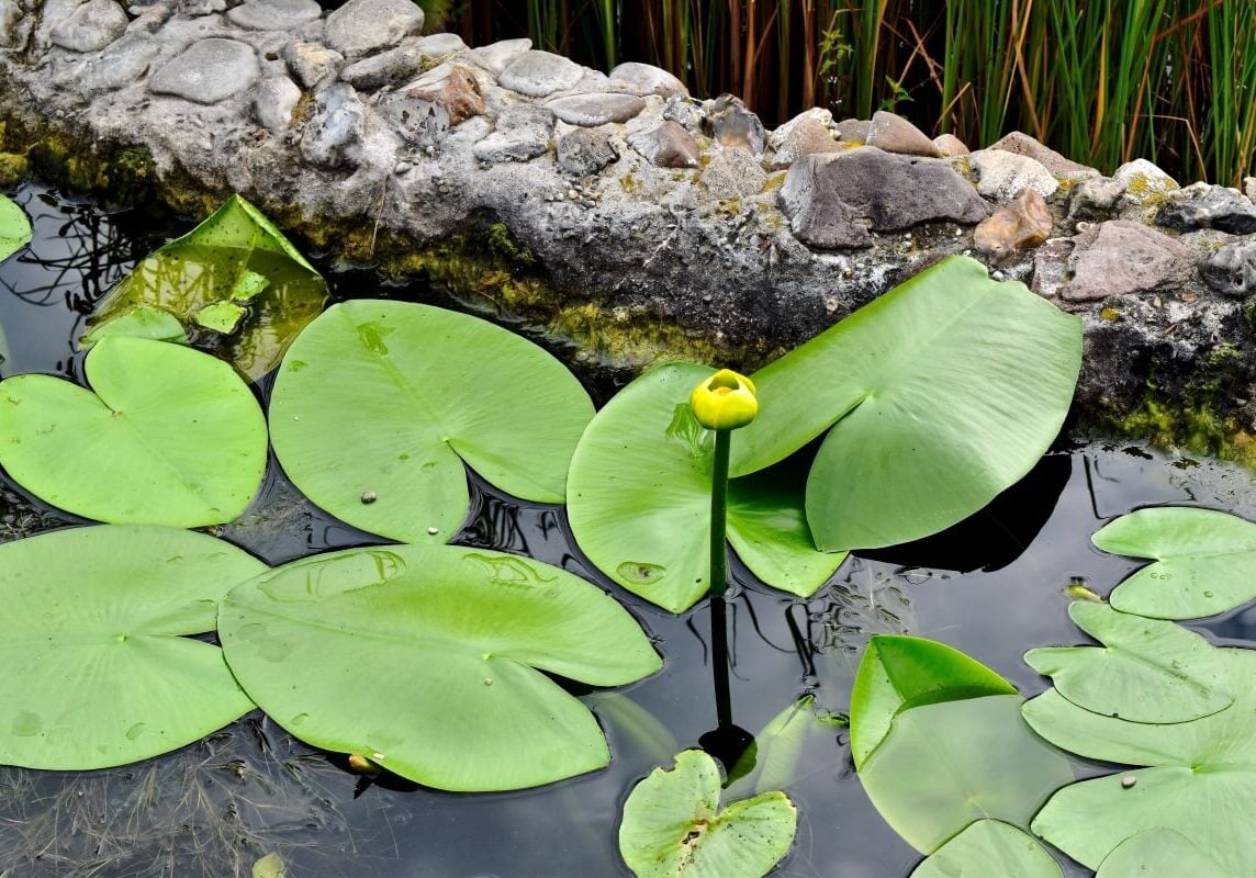 Spatterdock in pond with budding flower.