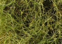 Starry stonewort cluster close up out of water.