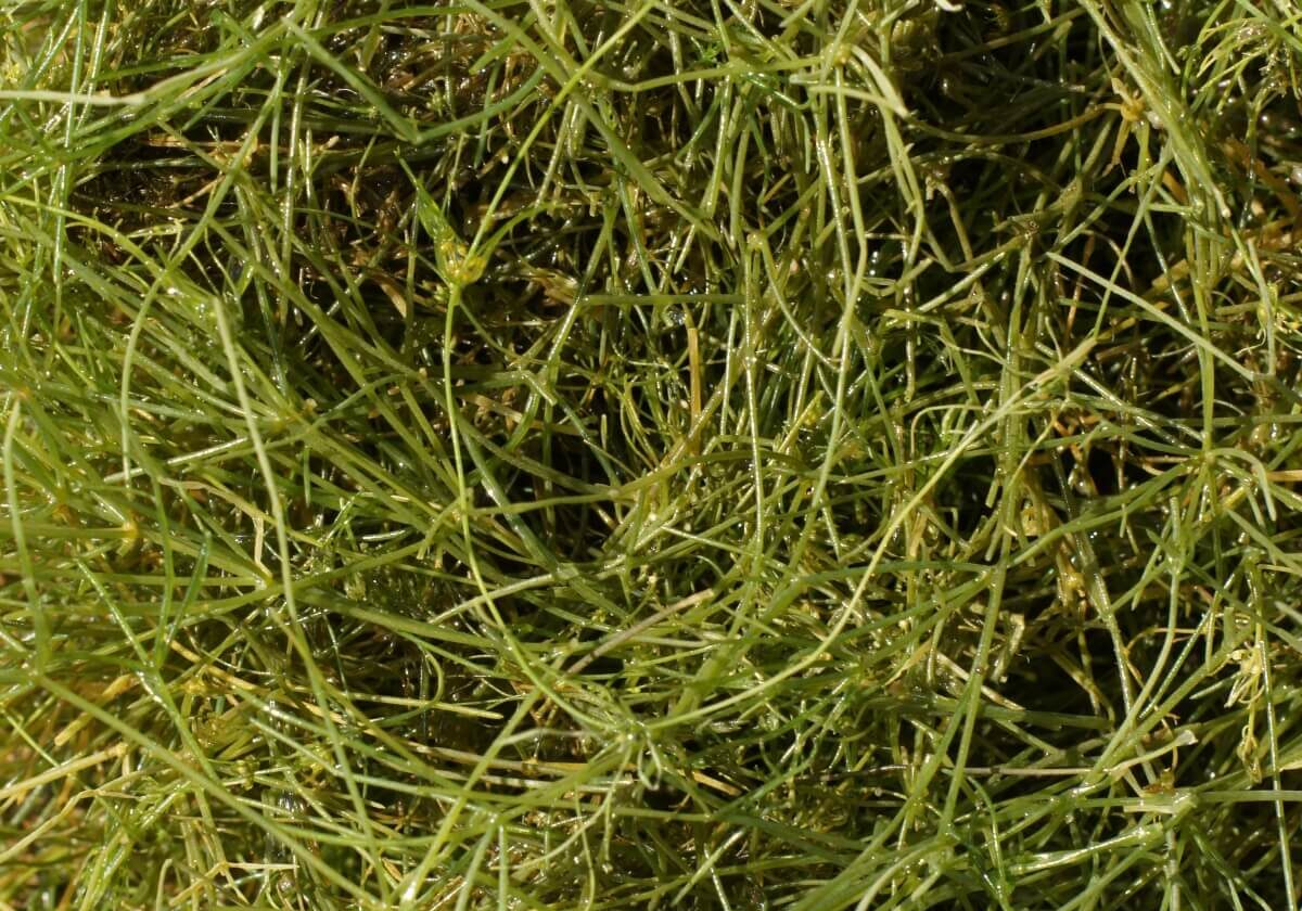 Starry stonewort cluster close up out of water.