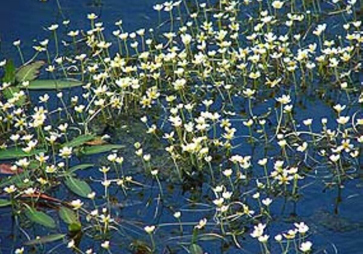 Cluster of water buttercup flowers.