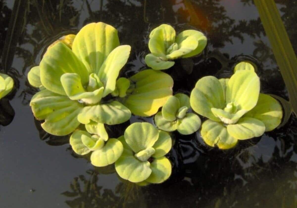 Close up of water lettuce group.