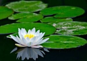 Water lily pads with flower.