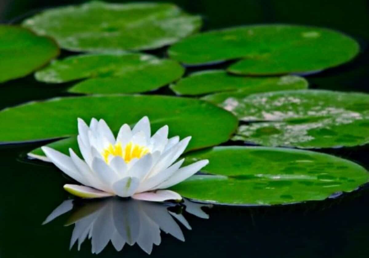 Water lily pads with flower.