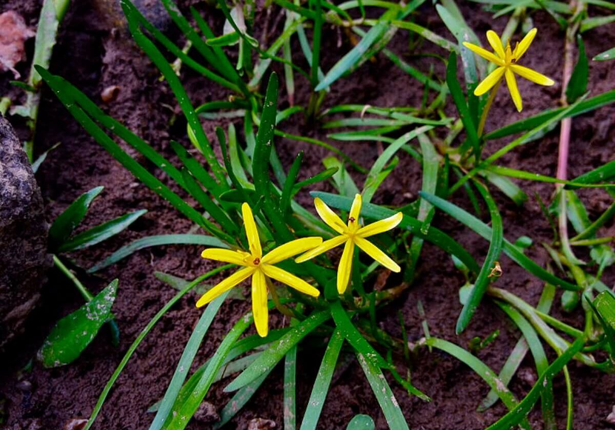 Water stargrass growing out of mud with three flowers.