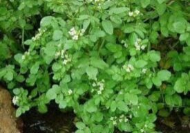 Watercress over water.