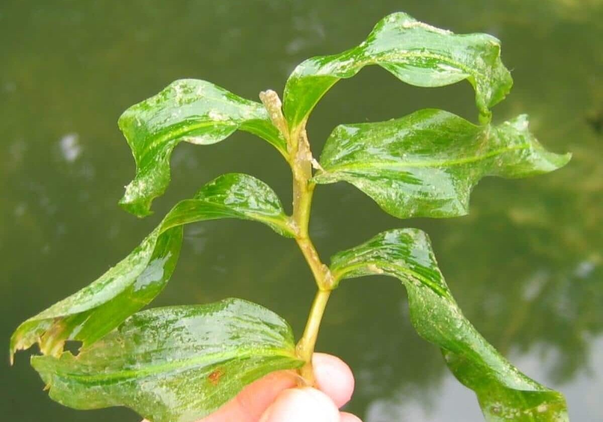 White stem pondweed close up.