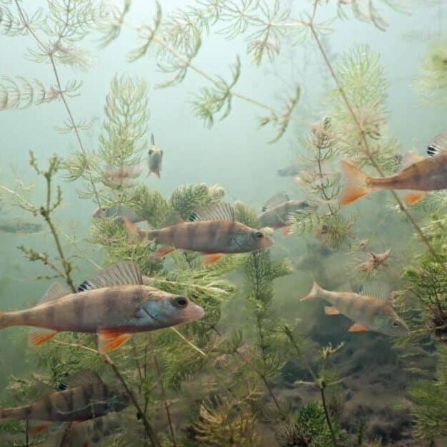 is-pond-algaecide-safe-for-fish