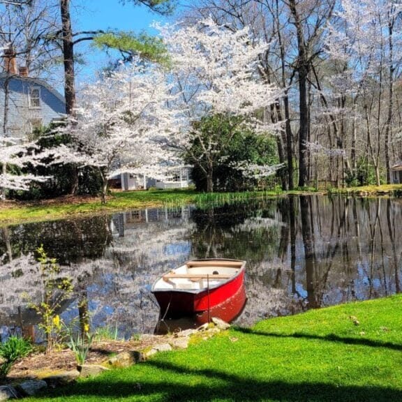 Healthy pond with boat and blooming trees.