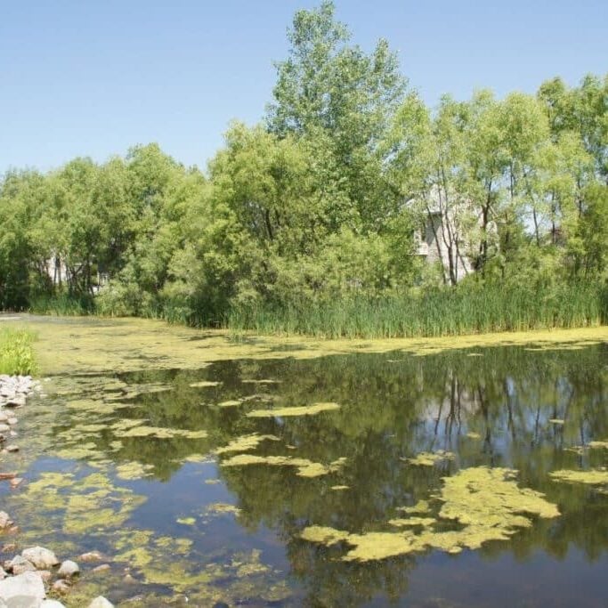 Pond with filamentous algae spread out.