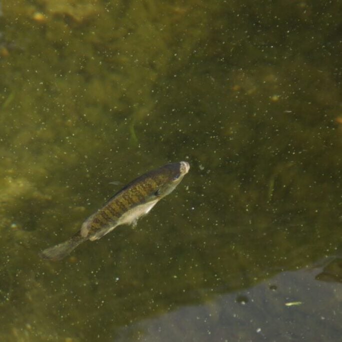 Single fish close up just below surface of water.